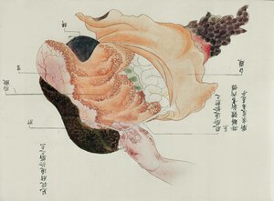 Der Magen und die Eingeweide aus der Sektion eines Folteropfers von 1796, aus einem Makimono eines Midori-Arztes von Japanese School
