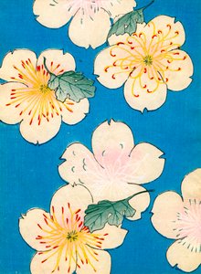 Farbholzschnitt von Hartriegelblüten