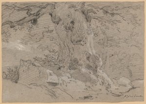 Studie eines alten Baumstamms