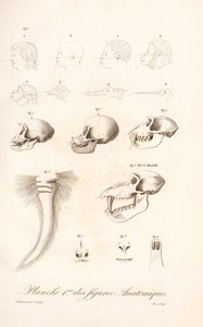 Vergleichende Primatenanatomie, Erste Tafel von Jean Baptiste Audebert
