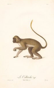 Grüner Meerkatze (Simia Sabaea) von Jean Baptiste Audebert