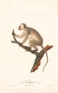 Grüner Meerkatze (Simia Sabaea, Variante A) von Jean Baptiste Audebert