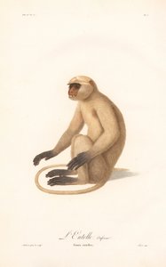 Hanuman-Langur (Simia entellus) von Jean Baptiste Audebert