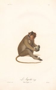 Javaneraffe (Simia aygula) von Jean Baptiste Audebert