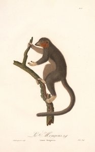 Mungo Lemur (Lemur Mongoz) von Jean Baptiste Audebert