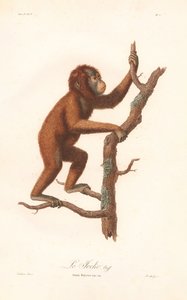 Orang-Utan (Simia satyrus) von Jean Baptiste Audebert