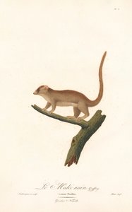 Zwergmauslemur (Lemur pusillus) von Jean Baptiste Audebert