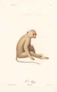 Weißhandgibbon (Simia alys) von Jean Baptiste Audebert