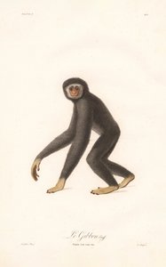 Weißhandgibbon (Simia lar) von Jean Baptiste Audebert