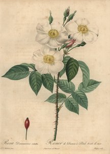 Weiße Damastrose, Rosa x damascena von Jean Baptiste Chapuy