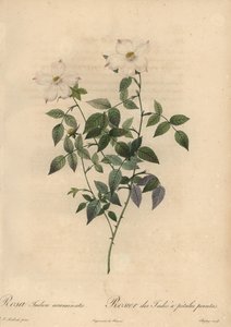 Weiße und rosa China-Rose, Rosa chinensis von Jean Baptiste Chapuy