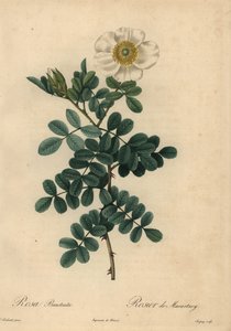 Weiße Chickasaw-Rose, Rosa bracteata von Jean Baptiste Chapuy