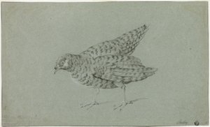 Rebhuhn von Jean Baptiste Oudry