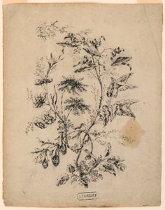 Zeichnung, Ast eines fantastischen Baumes, 1775–1800 von Jean Baptiste Pillement