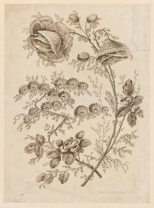 Blütenzweig, aus "Cahier de Fleurs Singuliers" von Jean Baptiste Pillement