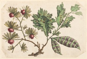 Blumenzweig, aus "Recueil de Fleurs Chinois" von Jean Baptiste Pillement
