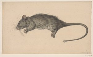 Tote Ratte von Jean Bernard