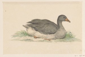 Ente, nach rechts von Jean Bernard