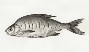 Fisch von Jean Bernard