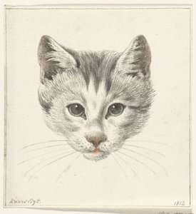 Kopf einer Katze, von vorne gesehen bei Kerzenlicht