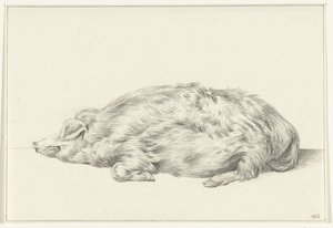 Liegendes Schwein, nach links von Jean Bernard