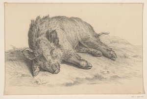 Liegendes Wildschwein