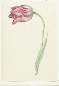Rosa Tulpe von Jean Bernard