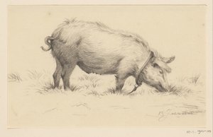Stehendes urinierendes Schwein, nach rechts, im Gras von Jean Bernard
