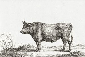 Stehender Stier von Jean Bernard