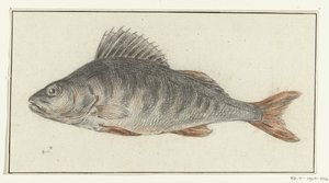 Fisch