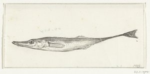 Fisch von Jean Bernard