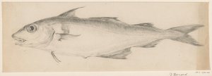 Fisch, nach links von Jean Bernard