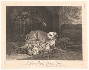 Bracke-Hund mit Jungen in einem Stall