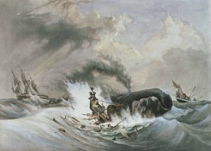 Der Wal von Jean Francois (after) Garneray