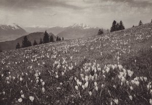 Rigi Kaltbad, Frühling