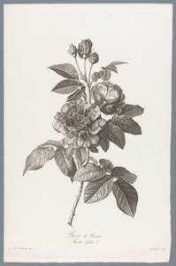Französische Rose von Jean Godefroy