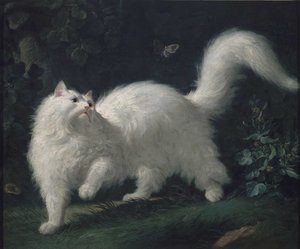 Angorakatze jagt einen Schmetterling, ca. 1760 von Jean Jacques Bachelier