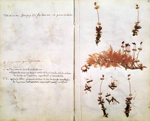 Seite 15 aus einem Herbarium
