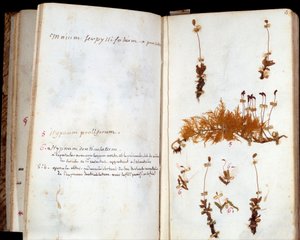 Seiten des Herbariums von Jean Jacques Rousseau (1712-1778), Schriftsteller und Philosoph der Aufklärung, Blatt und Blumen mit handschriftlichen Anmerkungen von Jean Jacques Rousseau