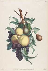 Sammlung von Blumen und Früchten: Zweige von Rousselet, Pfirsich, Pflaume und Traube von Jean Louis Prevost