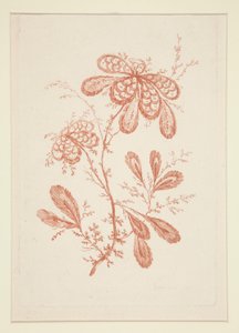 Ohne Titel (Ideale Blumen), aus einem Satz von sechs von Jeanne Deny