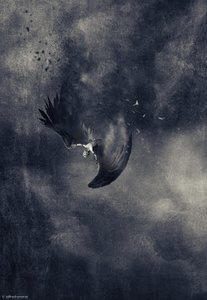 Fallender Dunkler Vogel