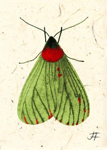Fliegenmotte, 2024