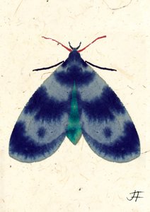 Indigo-Motte, 2024
