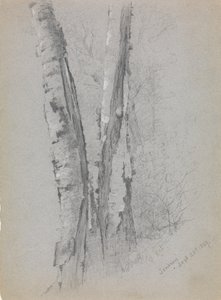 Studie von Birkenstämmen, Scribners