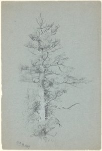 Baumstudie von Jervis McEntee