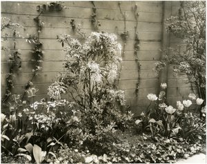 Mr & Mrs John Morgan, 39 W 11 St, Andromeda-Pflanze, Greenwich Village, New York, USA, ca. 1939-40