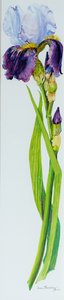 Iris mit drei Knospen von Joan Thewsey