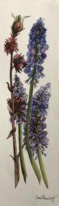 Muscari und Viburnum bodnantense von Joan Thewsey