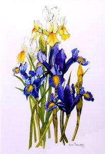 Drei violette und zwei gelbe Schwertlilien mit Knospen von Joan Thewsey